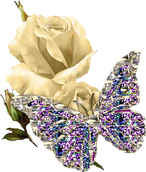 a beautiful white rose with a butterfly